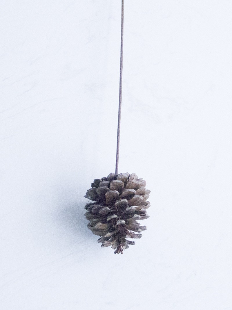 One Pine Cone Dried Flowers