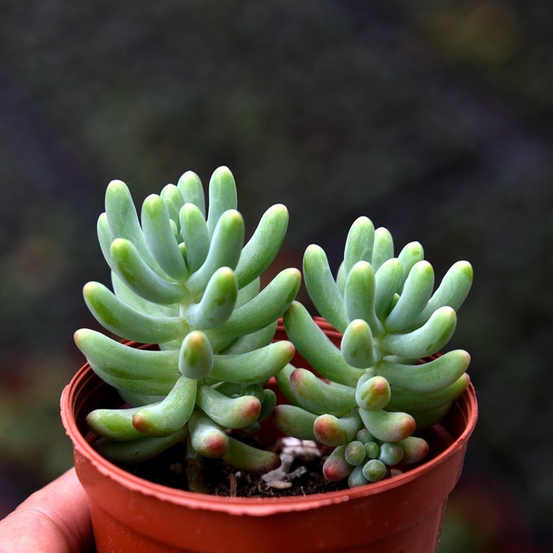 Otome Heart Generally 4cm Succulent Artificial Plant