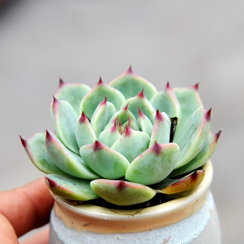 Chihuahua Generally 4cm Succulent Artificial Plant