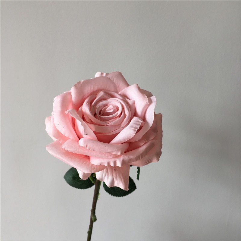 Autumn Powder Single Rose