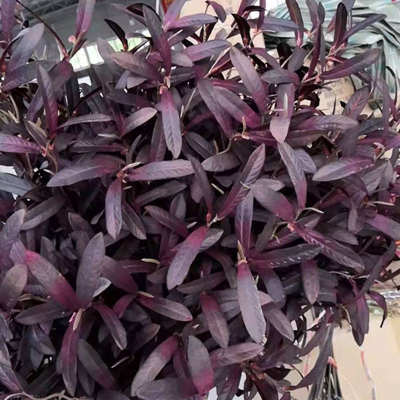 Burgundy Olive Branch Artificial