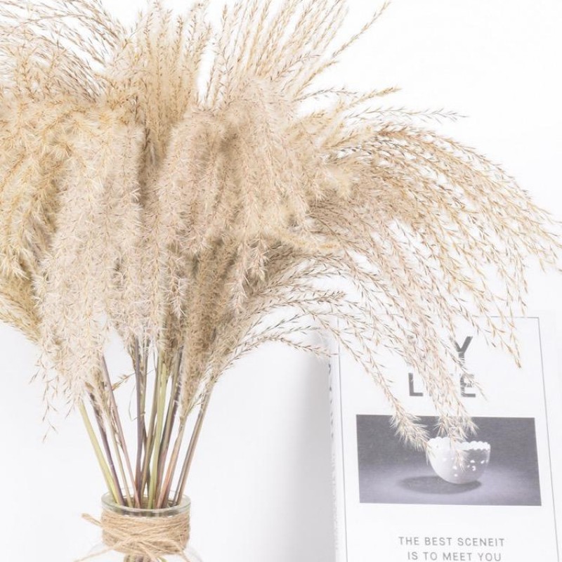 Primarylength Can Be Cut Reed Dried Flower
