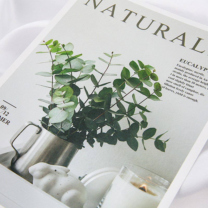 1 Eucalyptus Photography Props Clearance