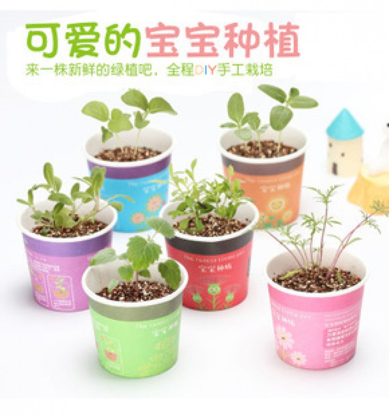 Peppermint Creative Mini Potted Plants