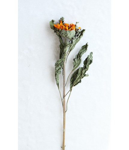 One Sunflower Dried Flowers Clearance