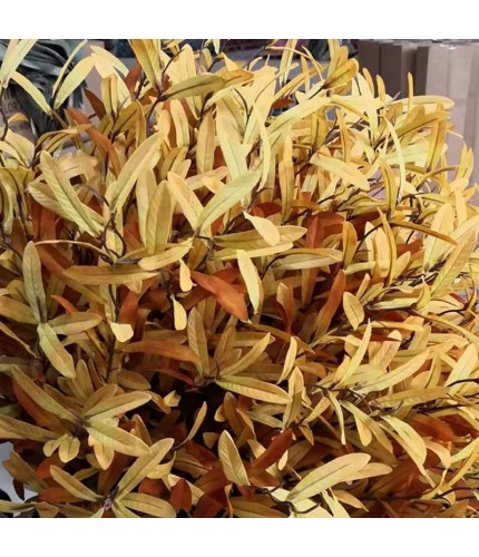 Autumn Yellow Olive Branch Artificial